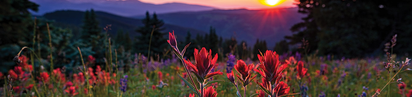 Field of wildflowers near lake tahoe