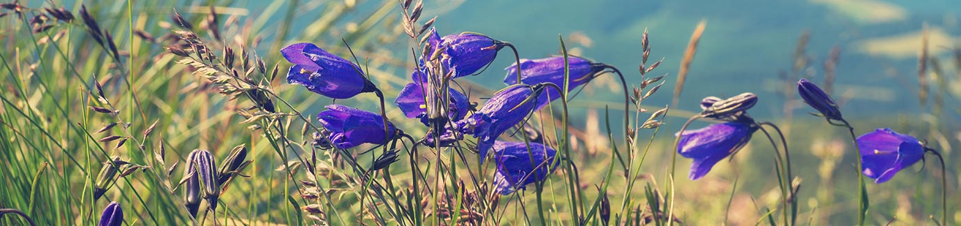 purple wildflowers