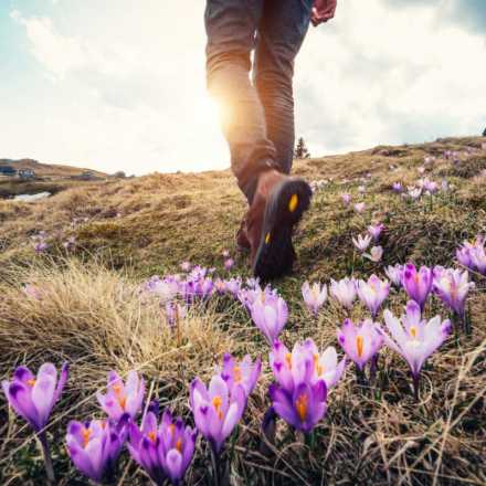 person hiking on field with purple flowers