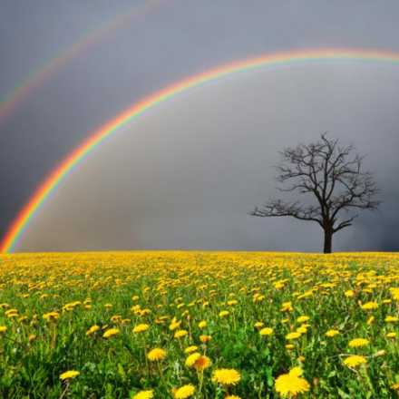 rainbow and field of flowers