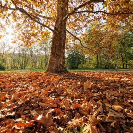 fall leaves on the ground with tree in background