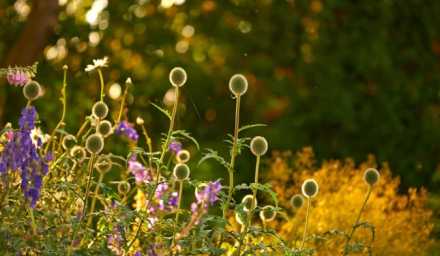 flowers