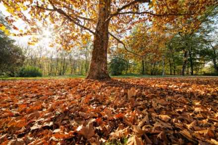 fall leaves on the ground with tree in background